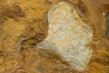 Fossil Ginkgo Leaf From North Dakota - Paleocene #174201-1